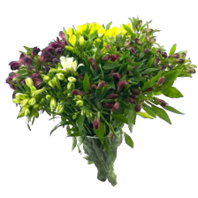 Alstroemeria gemengd